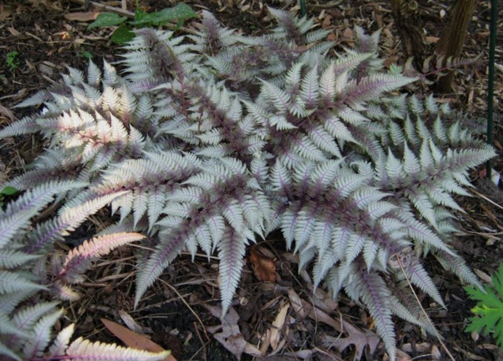 Athyrium nipponicum