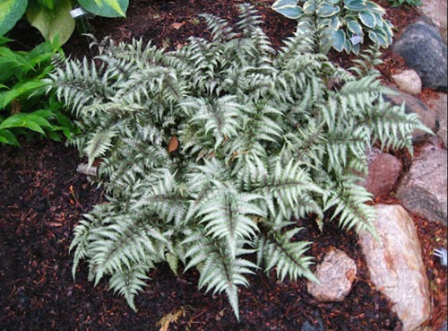 Athyrium nipponicum