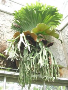 Giant staghorn fern