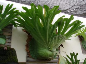 Giant staghorn fern