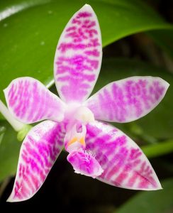 Phalaenopsis lueddemanniana 'Mindanao"