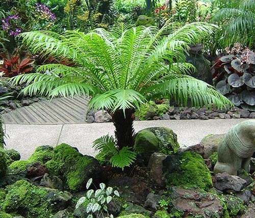 Silver Lady Fern