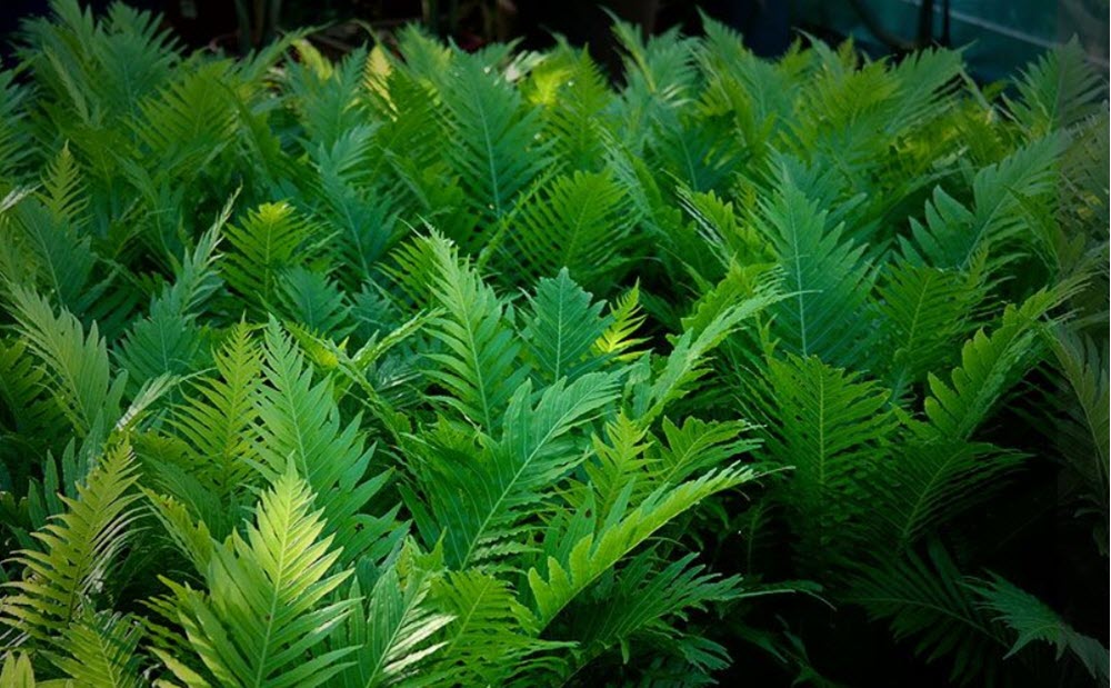 Silver Lady Fern