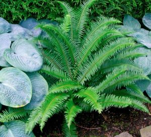 Sword fern