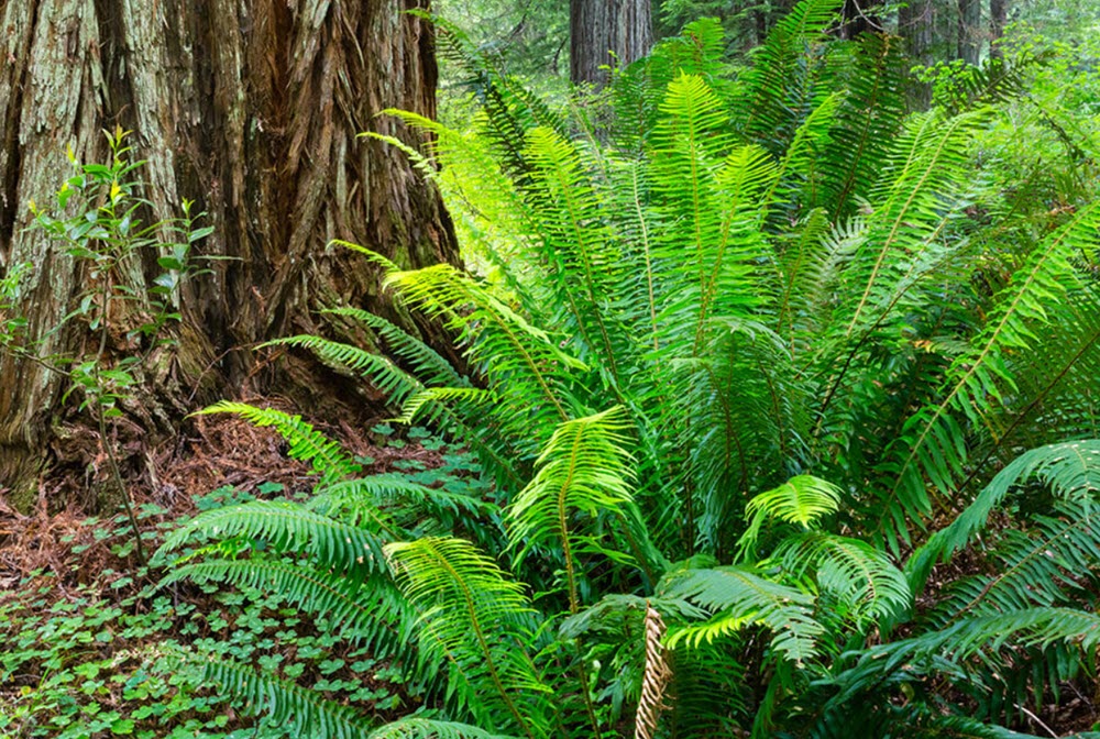 Sword fern