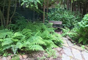 fern