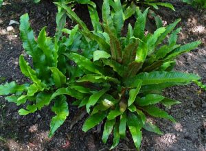 Harts Tongue Fern