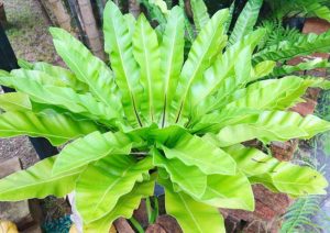 Harts Tongue Fern