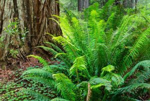Sword fern